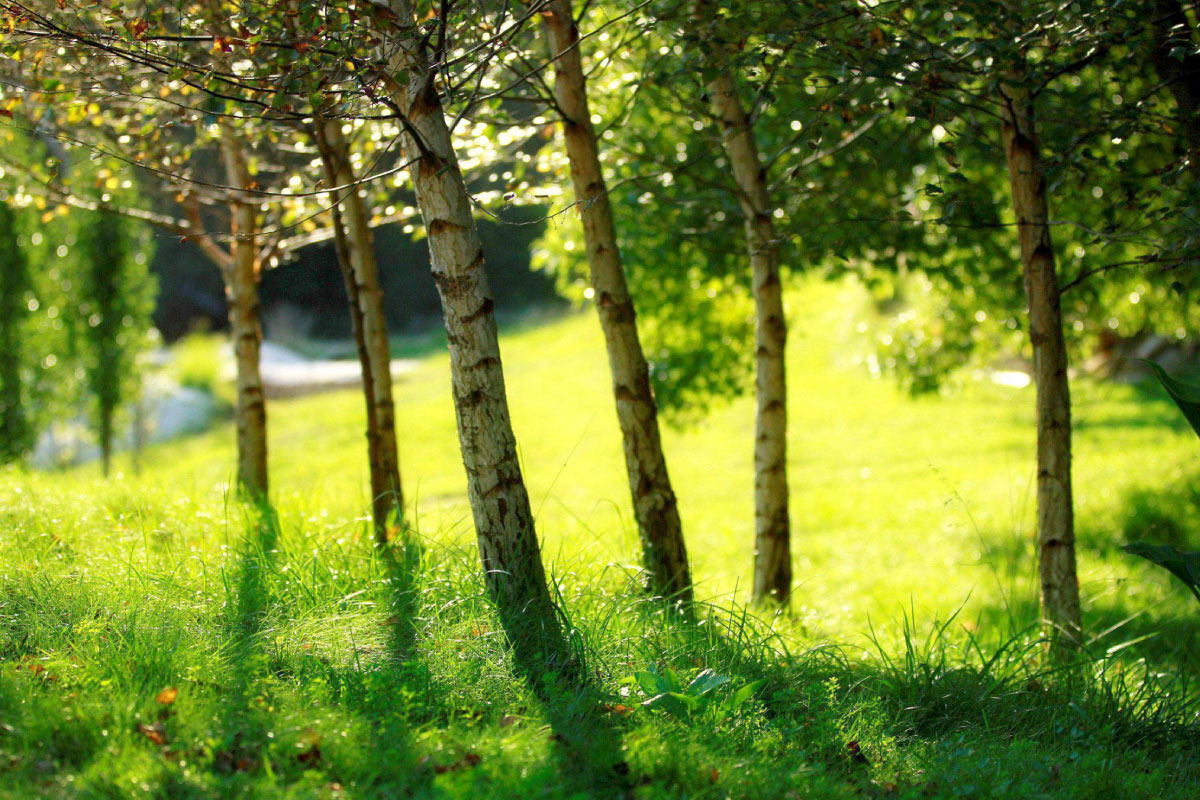 Banner Image 1
